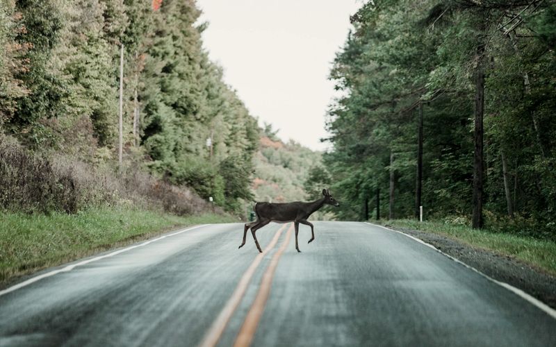 brown deer on gray asphalt road during daytime